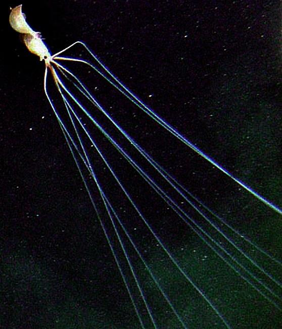 10 самых невероятных вещей, найденных в глубоком море!