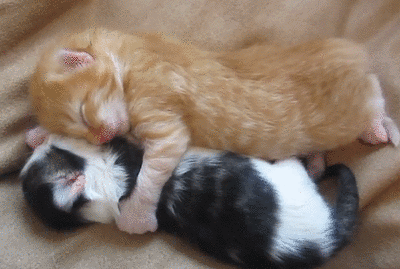 https://myfunnymemes.com/wp-content/uploads/2015/04/Two-Cute-Kittens-Yawn-As-They-Sleep-Together.gif