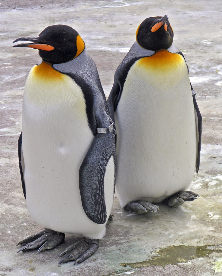 Penguins_Edinburgh_Zoo_2004_SMC.jpg